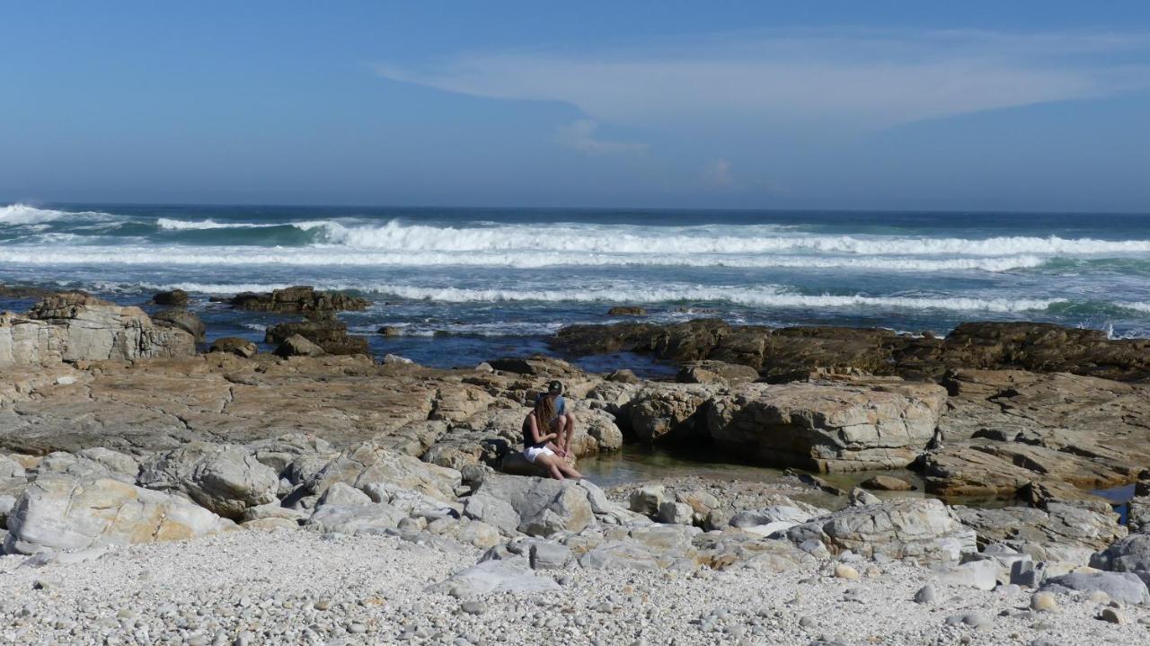 Oyster Catcher And Explore * Cape St. Francis